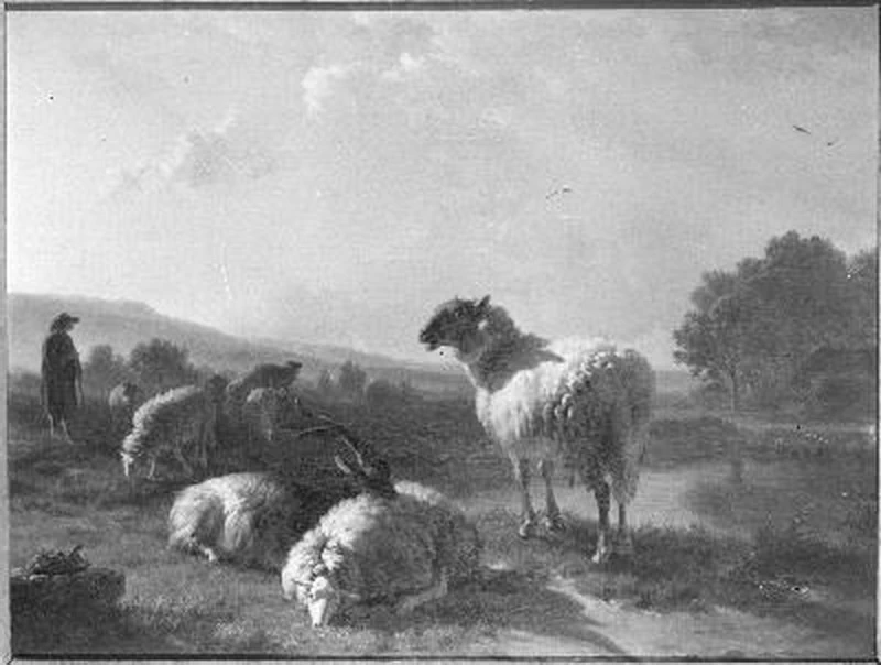 Pecore - Amsterdam Museum